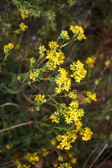 Senecio lanceus