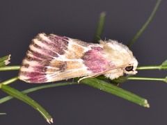Schinia sanguinea