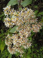 Munnozia jussieui