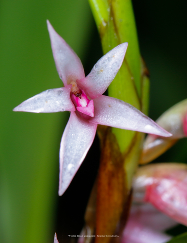 Schlechteriana Orchid