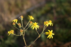 Senecio carroensis