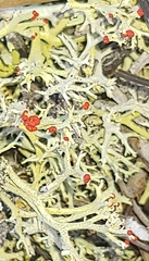Cladonia leporina