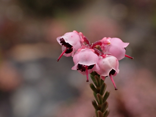 Image of Erica umbelliflora by (c) Ren Hoekstra, some rights reserved (CC BY)