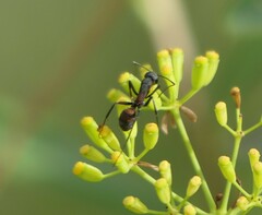 Camponotus cruentatus