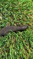 Triturus cristatus