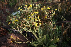 Senecio carroensis