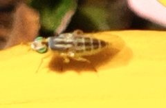 Meromyza