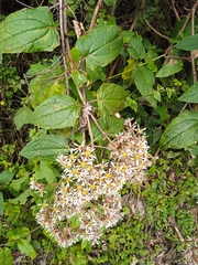Munnozia jussieui