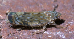 Scaphoideus