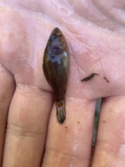 Aphredoderus sayanus