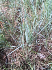 Elymus repens