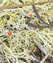 Cladonia leporina