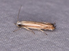 Polyhymno luteostrigella