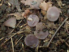 Ionopezia gerardii