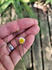 Chloracantha spinosa