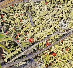 Cladonia leporina
