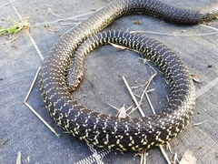 Hierophis viridiflavus