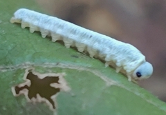 Monostegia