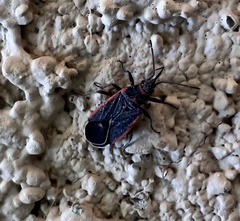 Melacoryphus lateralis