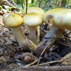 Armillaria