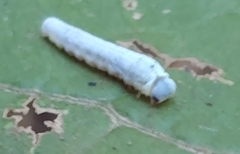 Monostegia