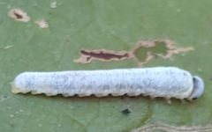 Monostegia