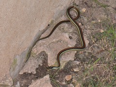 Thamnophis proximus rubrilineatus