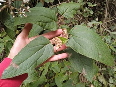 Munnozia jussieui
