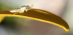 Meromyza