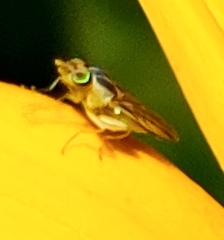 Meromyza