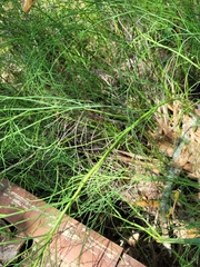 Chloracantha spinosa