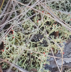 Cladonia leporina