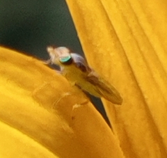 Meromyza