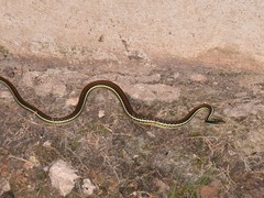Thamnophis proximus rubrilineatus