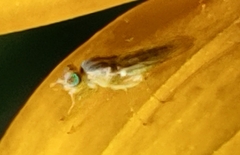 Meromyza