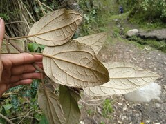 Munnozia jussieui