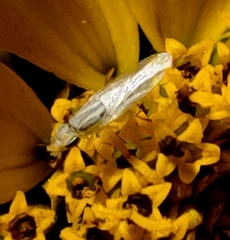 Meromyza