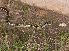 Thamnophis proximus rubrilineatus