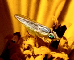 Meromyza