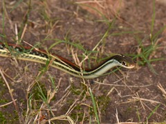 Thamnophis proximus rubrilineatus