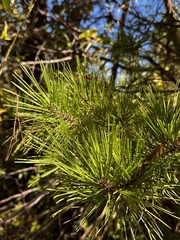 Pinus echinata