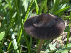 Panaeolus foenisecii