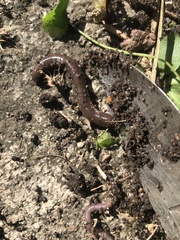 Lumbricus