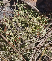 Cladonia leporina