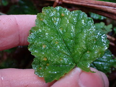 Puccinia heucherae