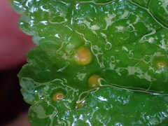 Puccinia heucherae