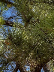Pinus echinata