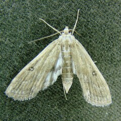 Parapoynx stratiotata