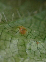 Puccinia heucherae