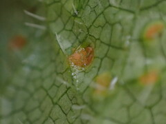 Puccinia heucherae